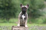 BOULEDOGUE FRANCAIS 1275
